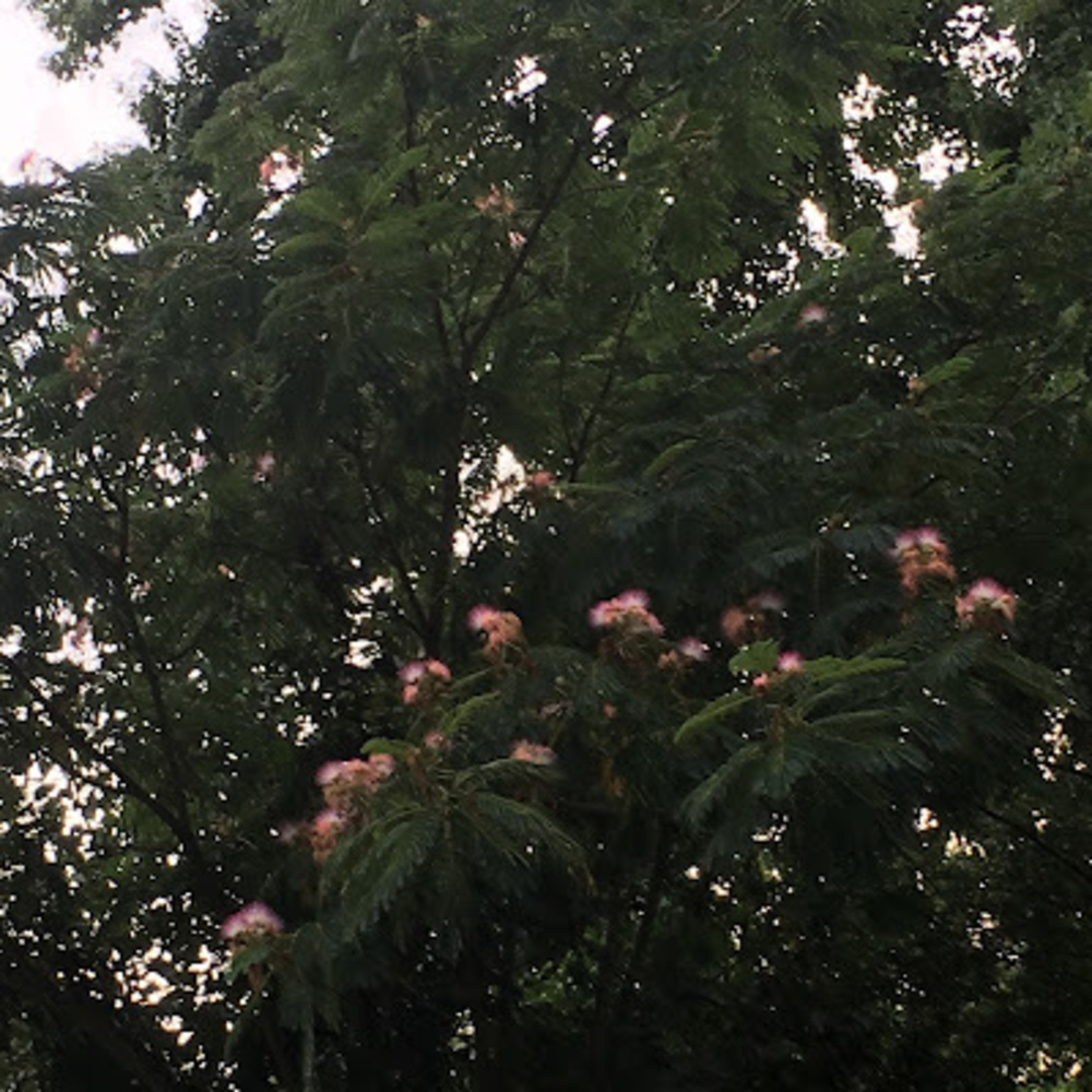 Meet your Posher, Litzy